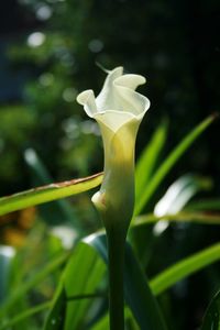 Close-up of flower blooming outdoors