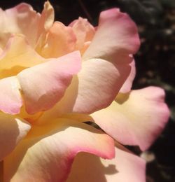 Close-up of pink flowers