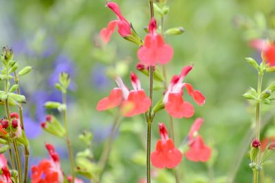 Close-up of red flowering plants