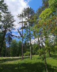 Trees on field against sky