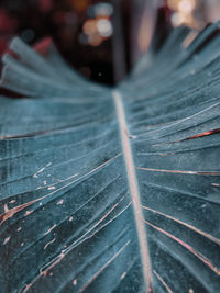 Close-up of leaf