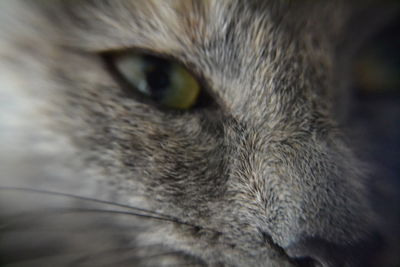 Close-up of cat