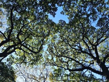 Low angle view of tree