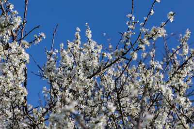 Low angle view of cherry blossoms against clear sky