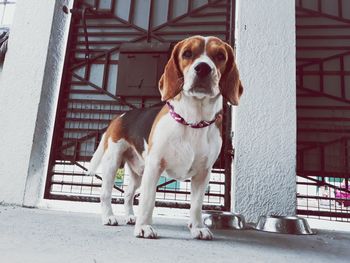 Portrait of dog looking away