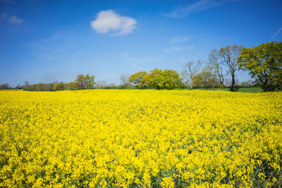 Scenic view of oilseed rape field against sky