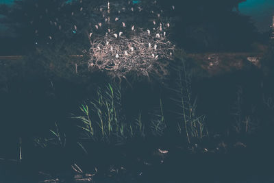 Close-up of flowers at night