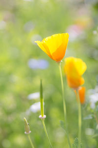 Close-up of yellow flowering plant on field