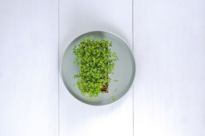 Microgreen watercress salad on a plate on a white background