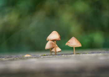 Close-up of mushroom growing on field