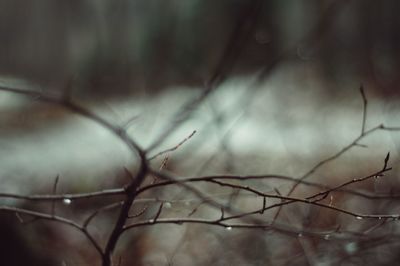 Close-up of bare tree