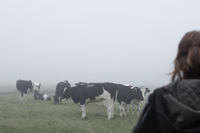 Cow grazing in field