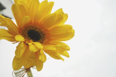 Close-up of yellow flowers blooming outdoors