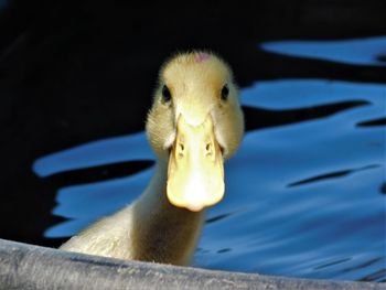 Close-up of swan in lake