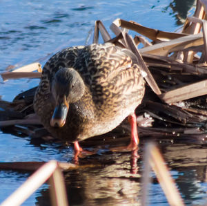 Close-up of pelican in lake