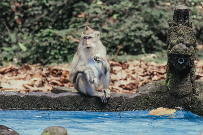 Objek wisata monkey forest di pulau bali, ubud, kabupaten badung. namanya sangeh bali monkey forest.
