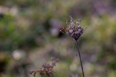 Close-up of purple flowering plant