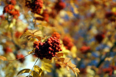 Close-up of red berries growing on tree