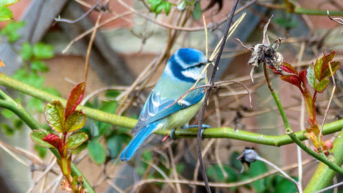 Close-up of bird perching on branch