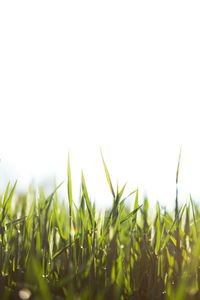 Crop in field against clear sky
