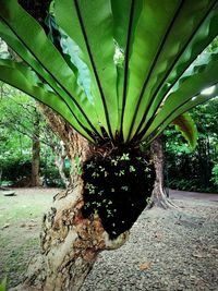 Close-up of tree trunk