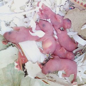 High angle view of pink sleeping on bed