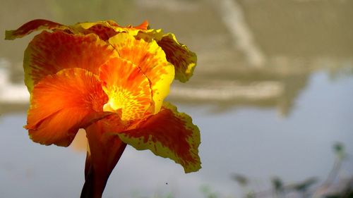 Close-up of orange flower against blurred background