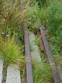 View of lush green plants