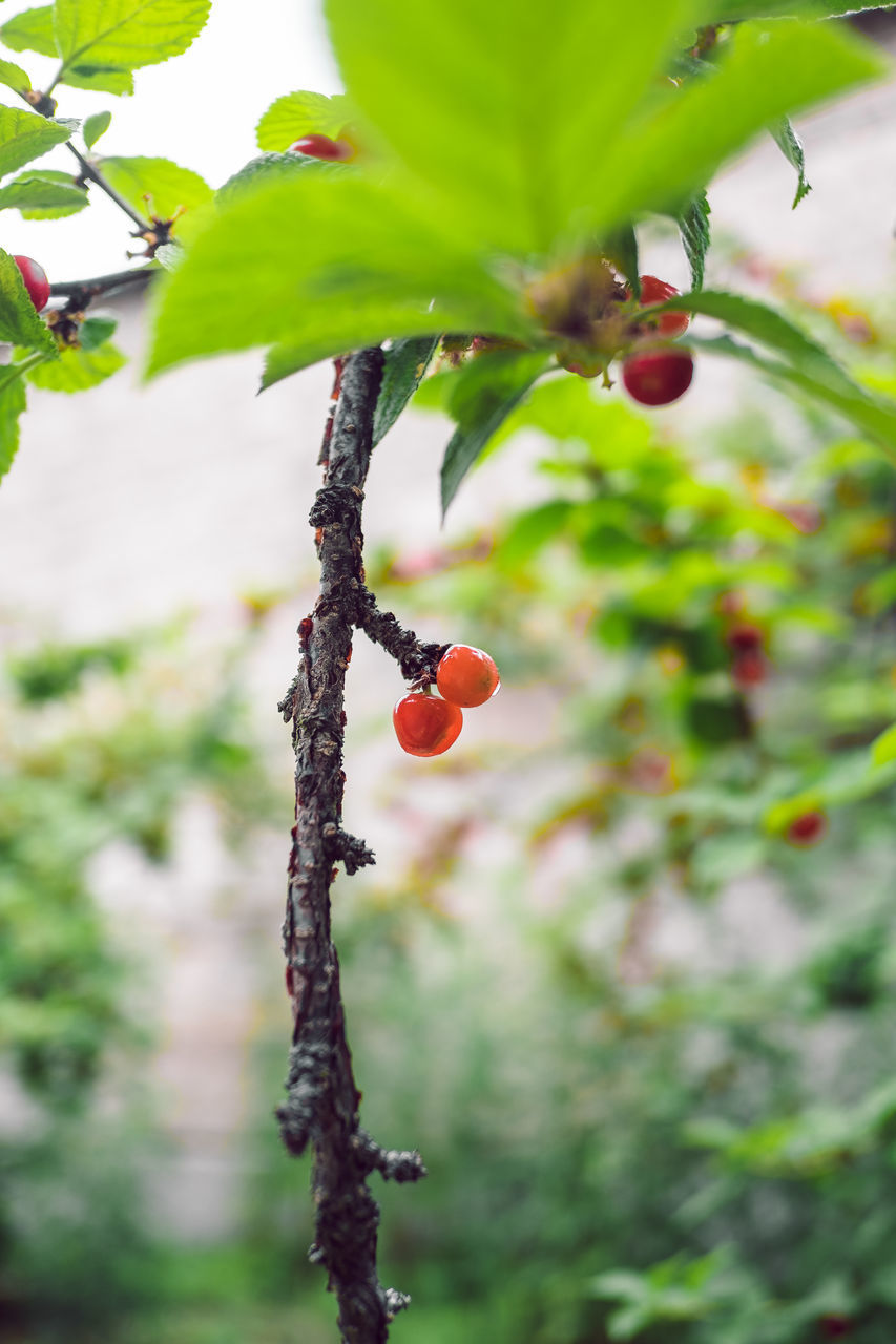 CLOSE-UP OF CHERRIES ON TREE