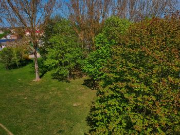 Plants growing on land