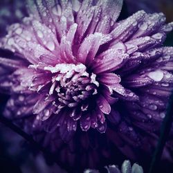 Close-up of wet purple flower