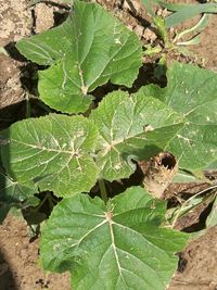 Close-up of insect on plant