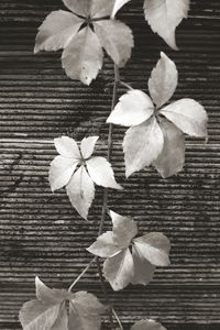 Close-up of frangipani blooming outdoors