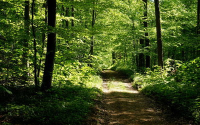 Narrow pathway along trees in forest