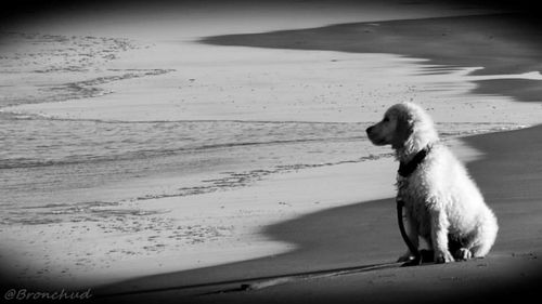 Dog on beach