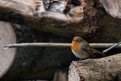 Close-up of bird perching on wood