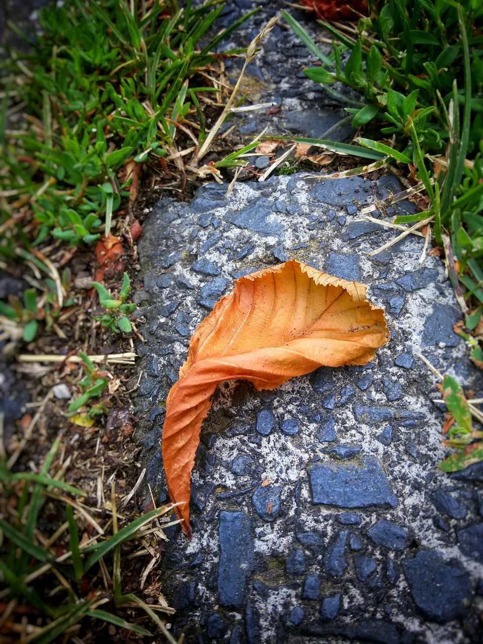 leaf, dry, autumn, high angle view, grass, change, fallen, nature, close-up, ground, field, natural pattern, fragility, leaves, season, outdoors, no people, day, rock - object, leaf vein