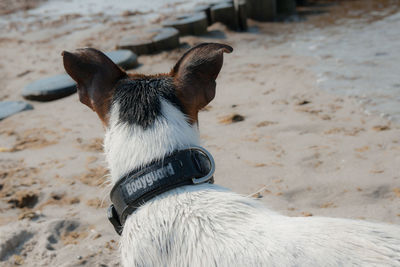 Close-up of puppy on beach