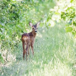 Portrait of deer in forest