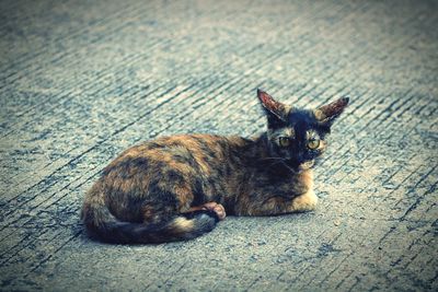 High angle view of cat resting on street