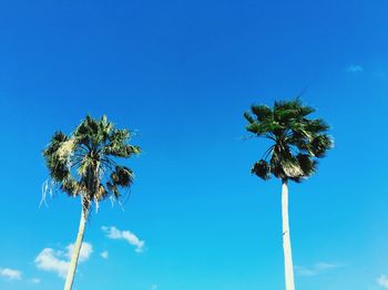 Low angle view of palm trees against blue sky