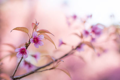 Close-up of flowers against blurred background