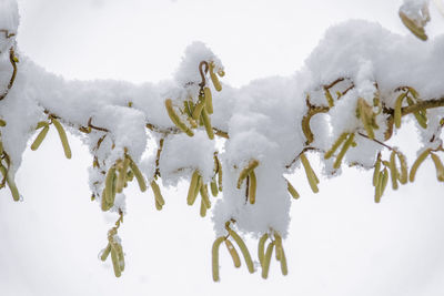 Close-up of frozen snow