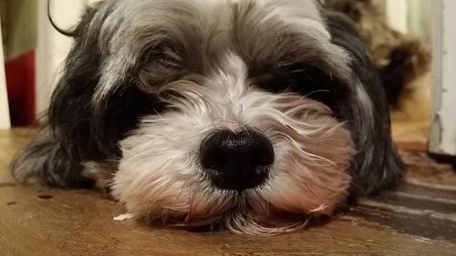 Close-up portrait of dog at home
