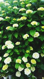 Full frame shot of white flowers