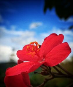 Close-up of red flowers