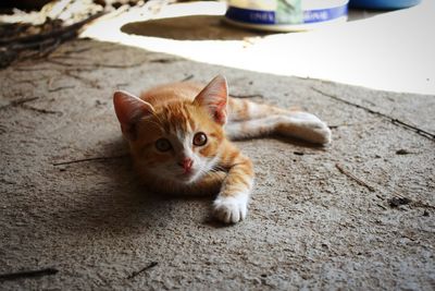 Portrait of cat sitting outdoors