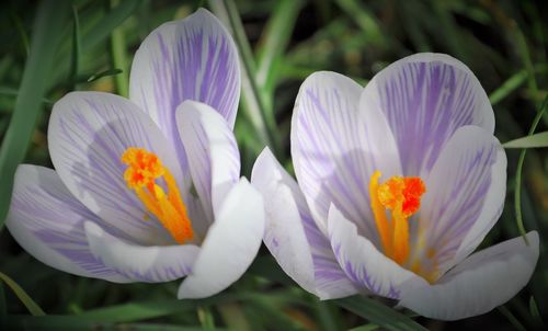 Close-up of crocus flowers blooming outdoors