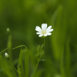 Close-up of white flowering plant on field