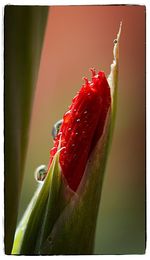 Close-up of insect on red flower